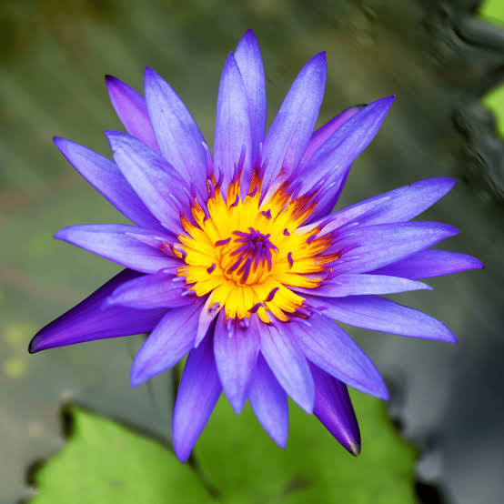 蓝睡莲(Nymphaea nouchali var. caerulea)的使用体验